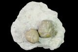 Two Fossil Echinoids (Hemiaster) Mounted On Shale - Texas #138842-1